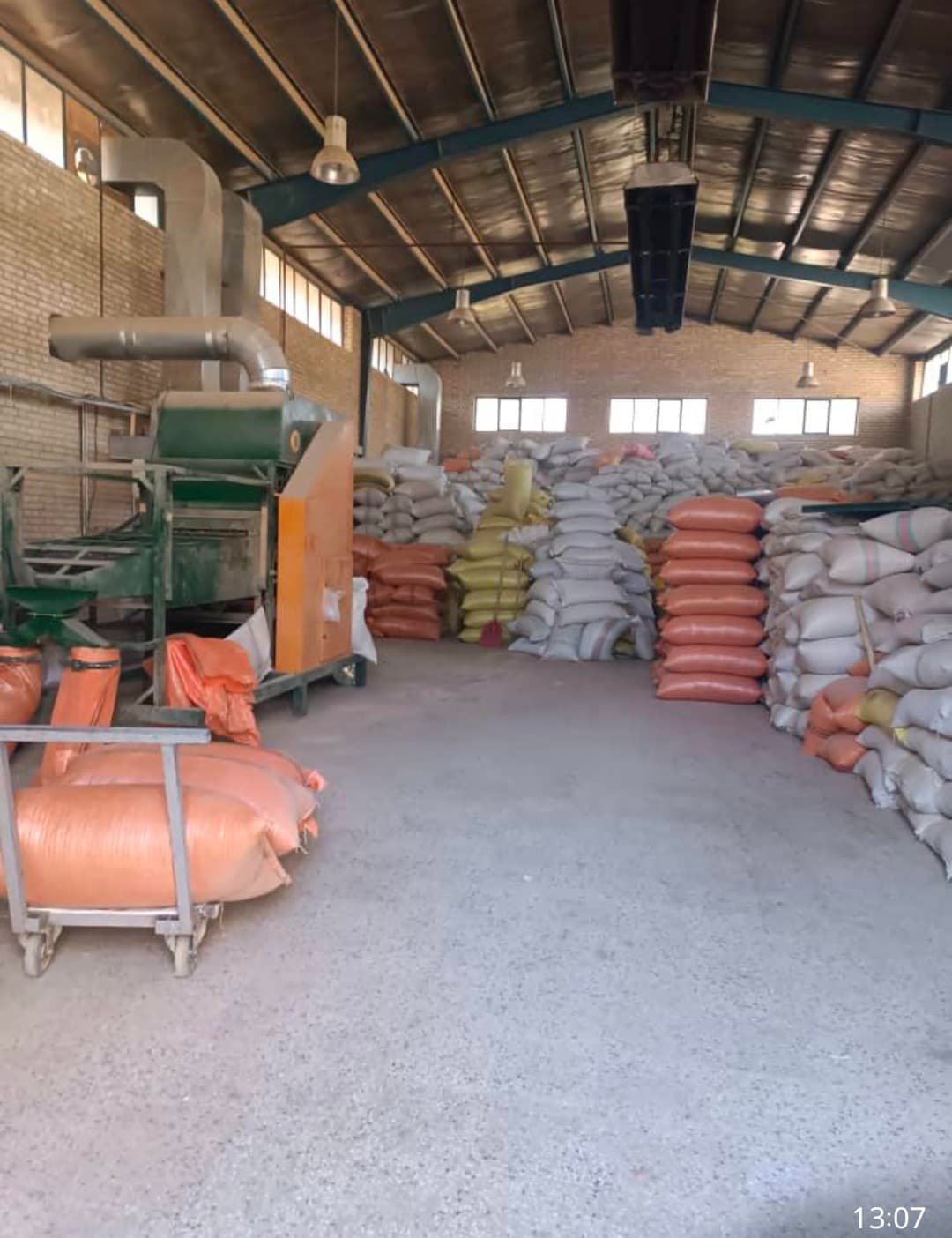 خرید و فروش گشنیز کنگاور ویژه توضیع کنندگان میان حجمی کشور